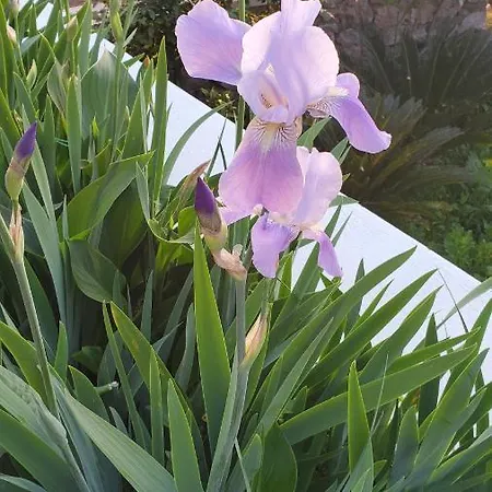 Bb La Guardiia Bed & Breakfast Anacapri (Isola di Capri)