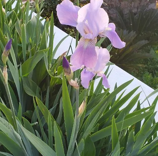 Bb La Guardiia 住宿加早餐酒店 阿纳卡普里