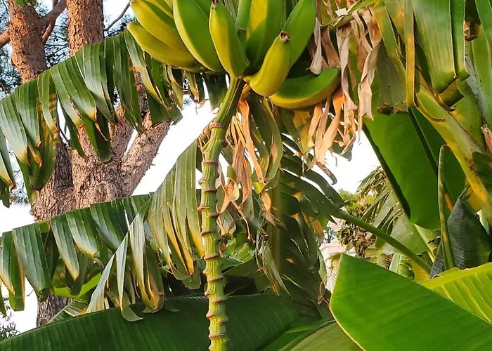 Bb La Guardiia 阿纳卡普里